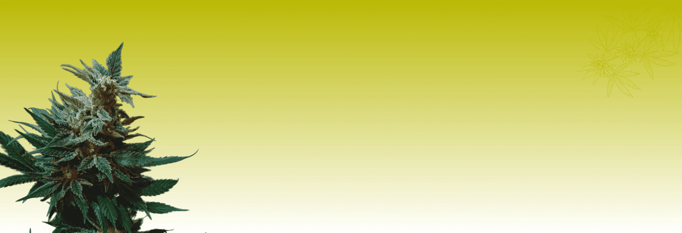 Cannabispflanze mit gelb-grünem Hintergrund